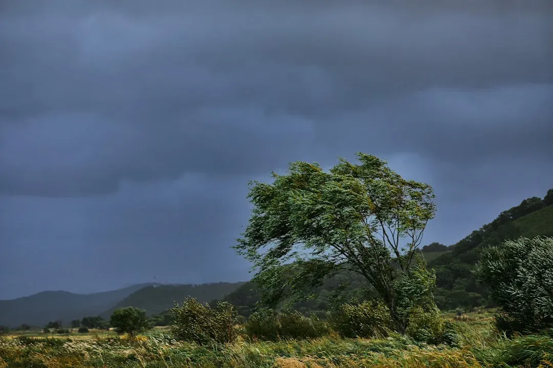 The “Divine Wind” Typhoons That Saved Japan from Invasion (Image Credits: Unsplash)