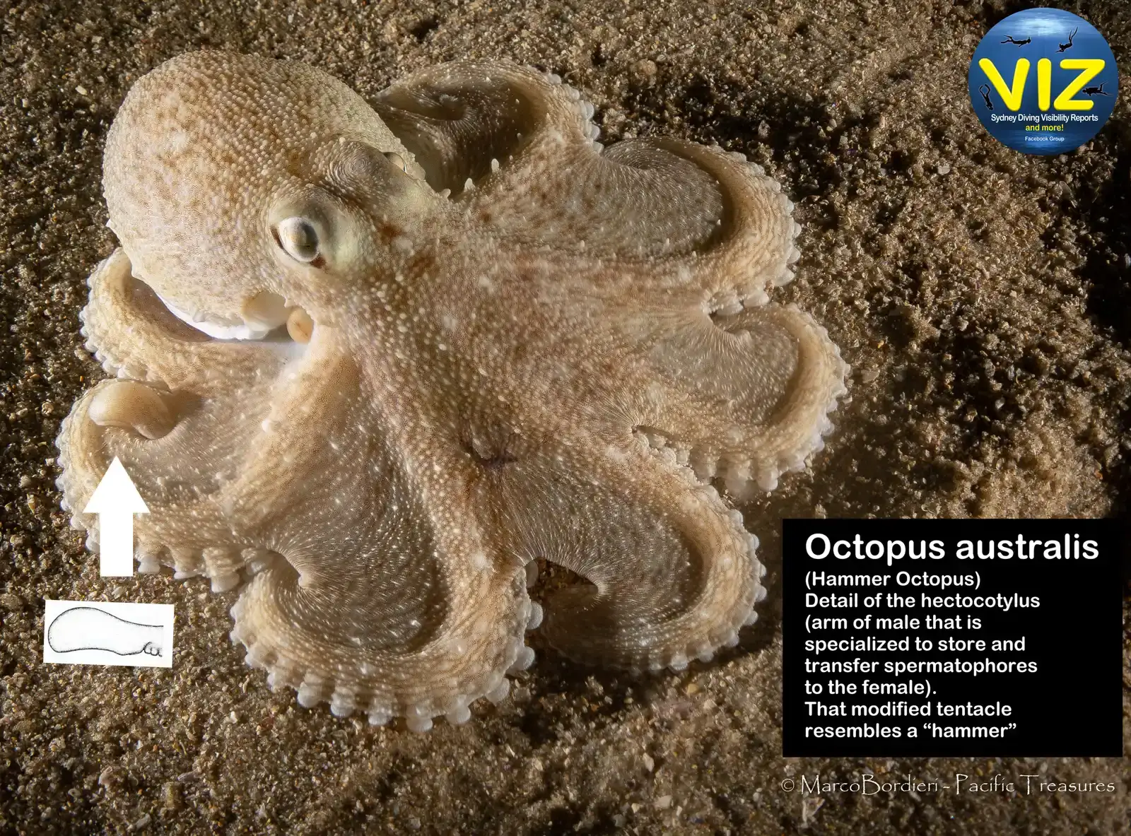 Octopus Arms As A Model For Future Robotics (By Marco Bordieri, CC BY-SA 4.0)