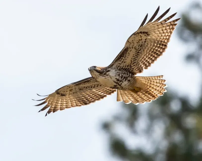 5. They Come In A Surprisingly Wide Range Of Colors And Patterns (Image Credits: Pexels)