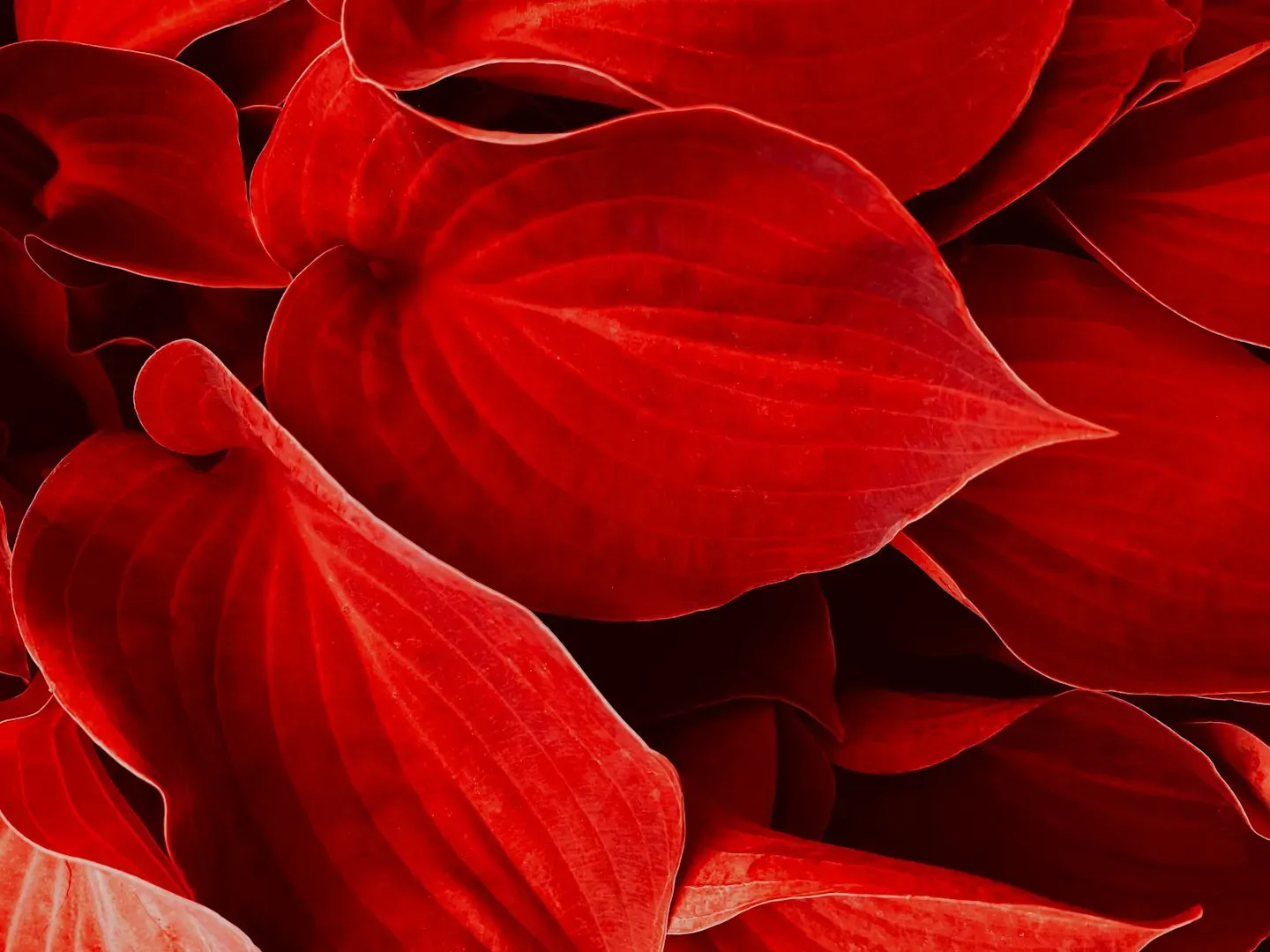 #3 - Vermilion: The Beautiful Red That Was Slowly Poisoning Everyone (Image Credits: Unsplash)