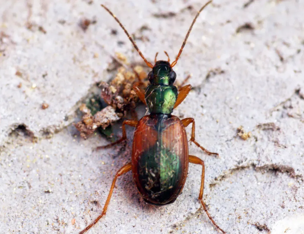 Microscopic Marvels: Insects And Their Tiny Brains (Image Credits: Flickr)