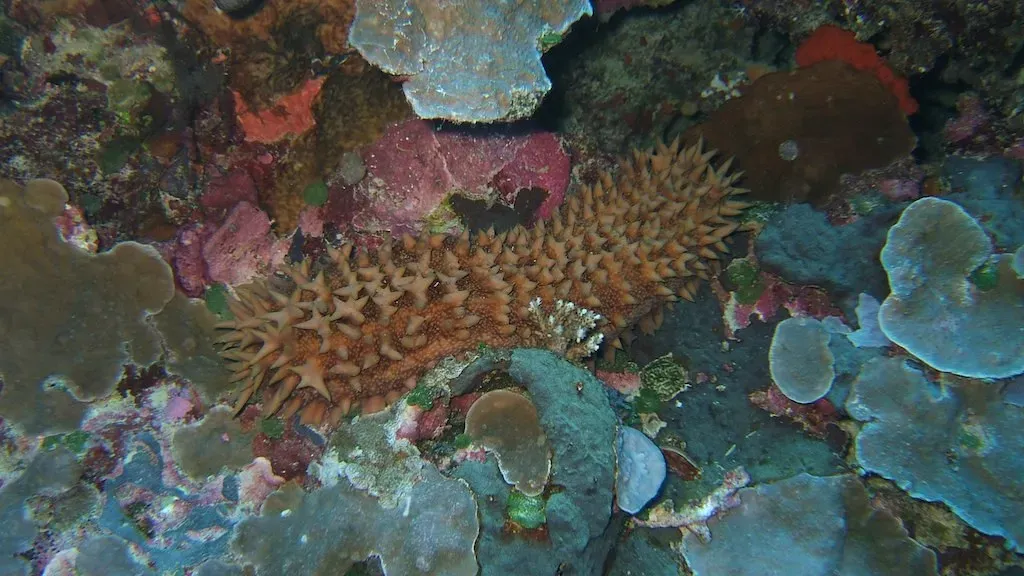 Sea Cucumbers: Regenerating Internal Organs (Image Credits: Flickr)