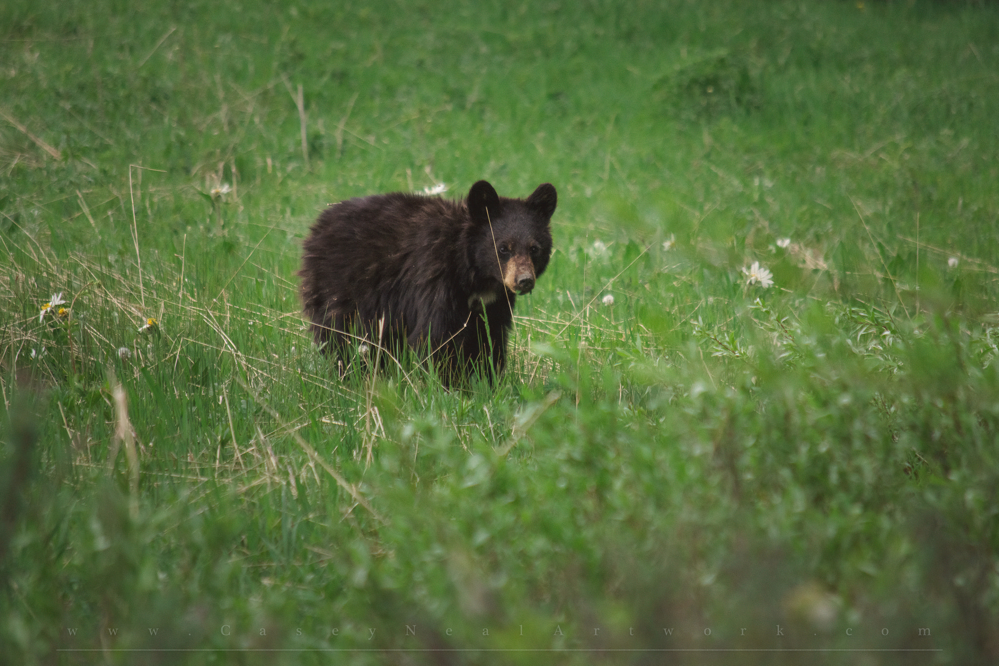 Mother Bears Abandon Cubs (Image Credits: Wikimedia)