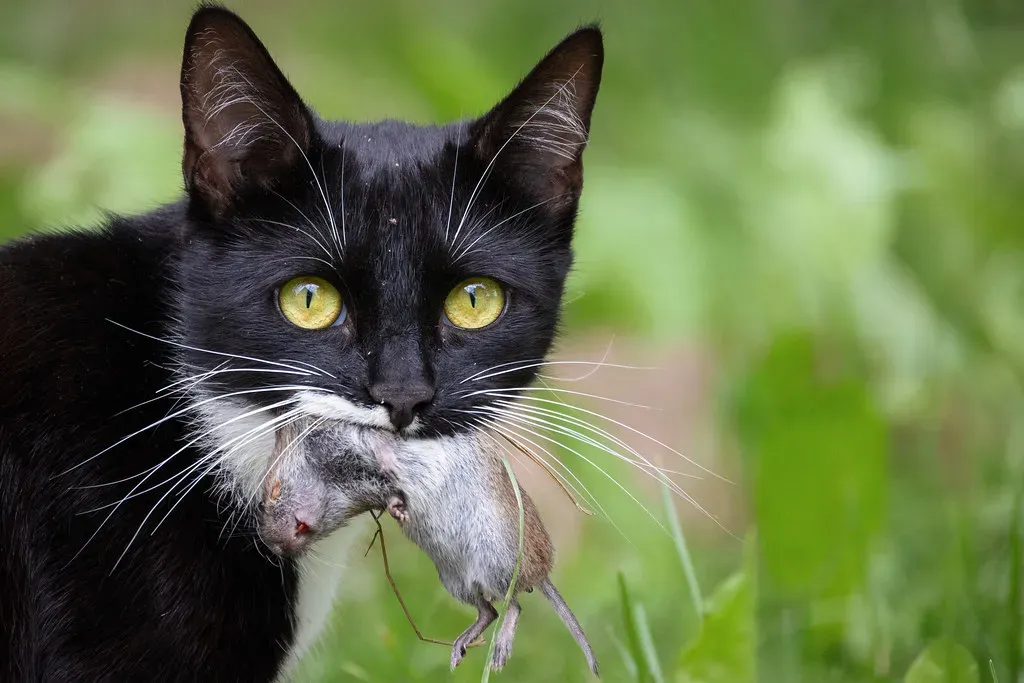 Dead vs. Alive: What the State of the Prey Says About You (Stig Nygaard, Flickr, CC BY 2.0)