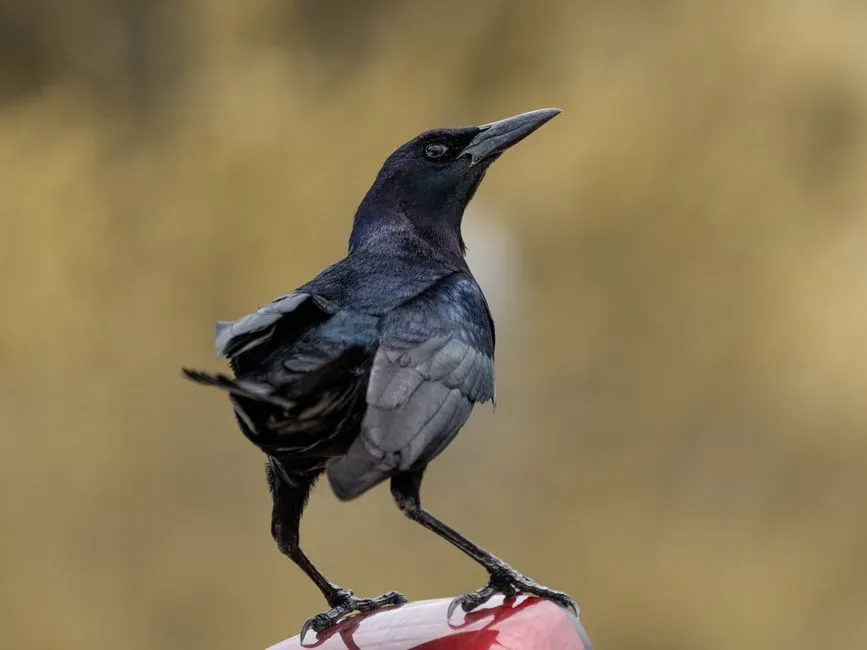 A Display of Dominance and Status (Image Credits: Pexels)