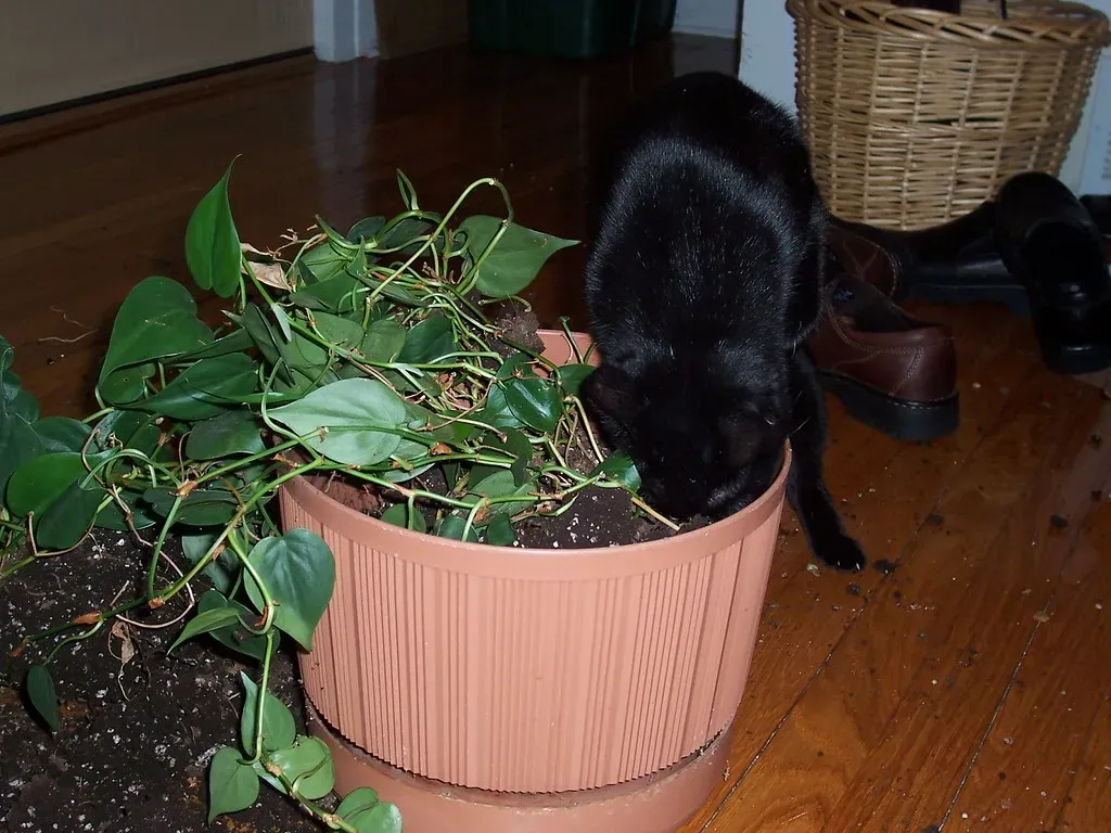 What To Do If You Suspect Your Cat Ate a Toxic Houseplant (Rochelle Hartman, Flickr, CC BY 2.0)
