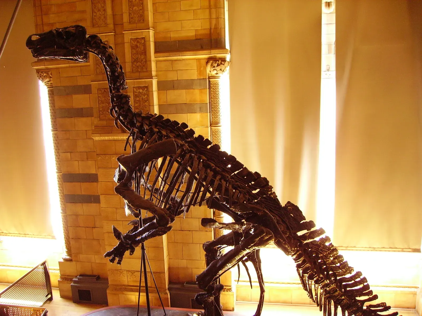 #11 - Iguanodon: From Horn-Nosed Monster To Thumb-Spiked Herbivore (Transferred from en.wikipedia to Commons by Common Good using CommonsHelper., CC BY-SA 3.0)