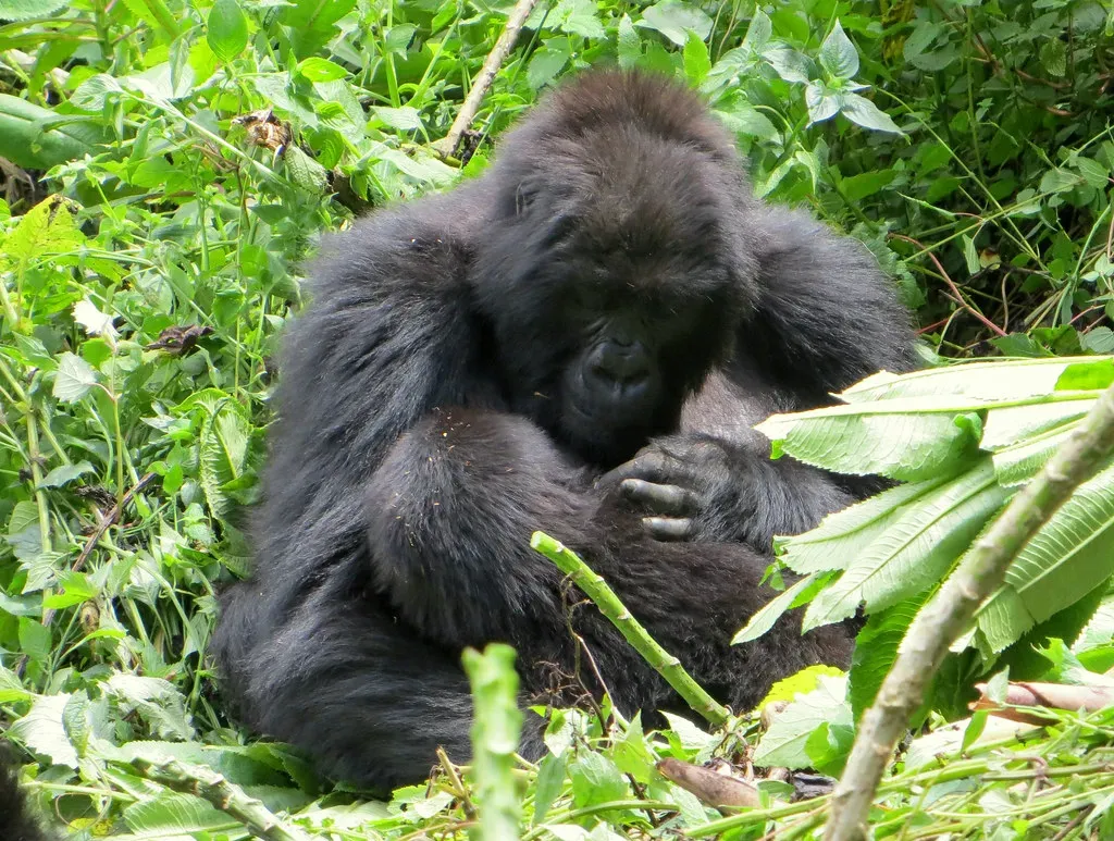 #14 A One‑Time Mountain Ape That Never Made the Cut (Carine06, Flickr, CC BY-SA 2.0)