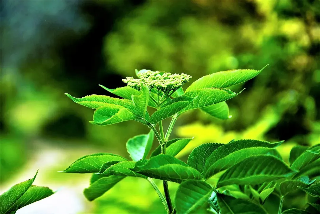 Plant Hormones: Internal and External Messengers (Image Credits: Unsplash)