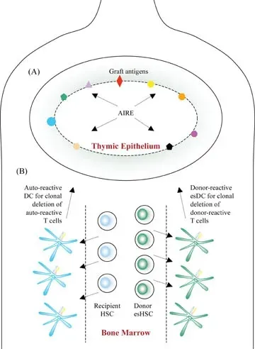 From Innate Alarm to Tailored Defense: When the Adaptive Immune System Wakes Up (Image Credits: Wikimedia)