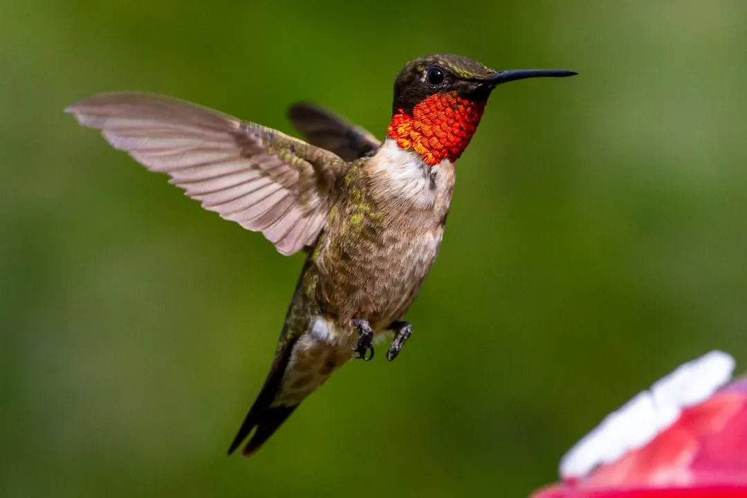6. The Hummingbird: A Gravity-Defying, Metabolically Extreme Flying Machine (Image Credits: Unsplash)