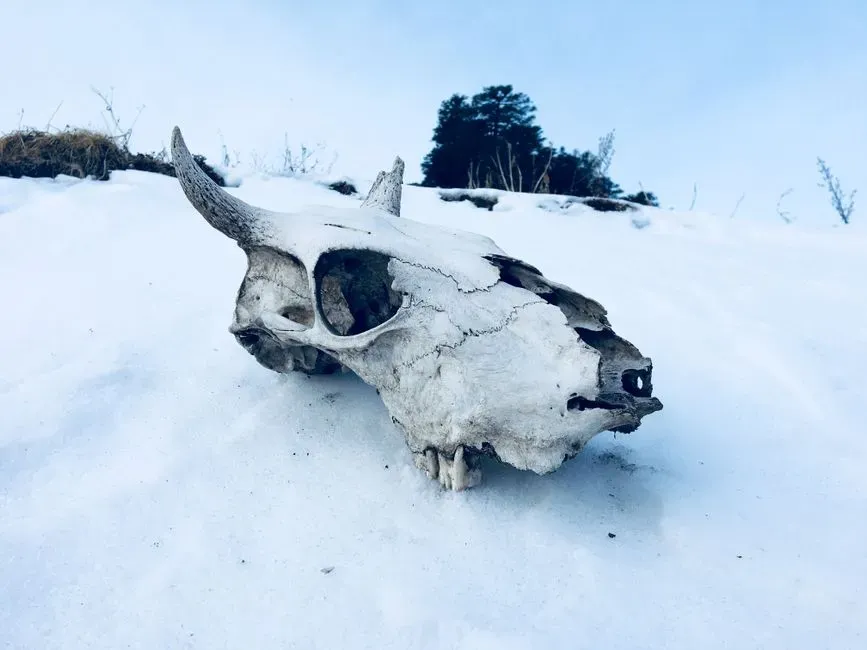 #8 Bones, Shells, And Natural Remains (Image Credits: Pexels)