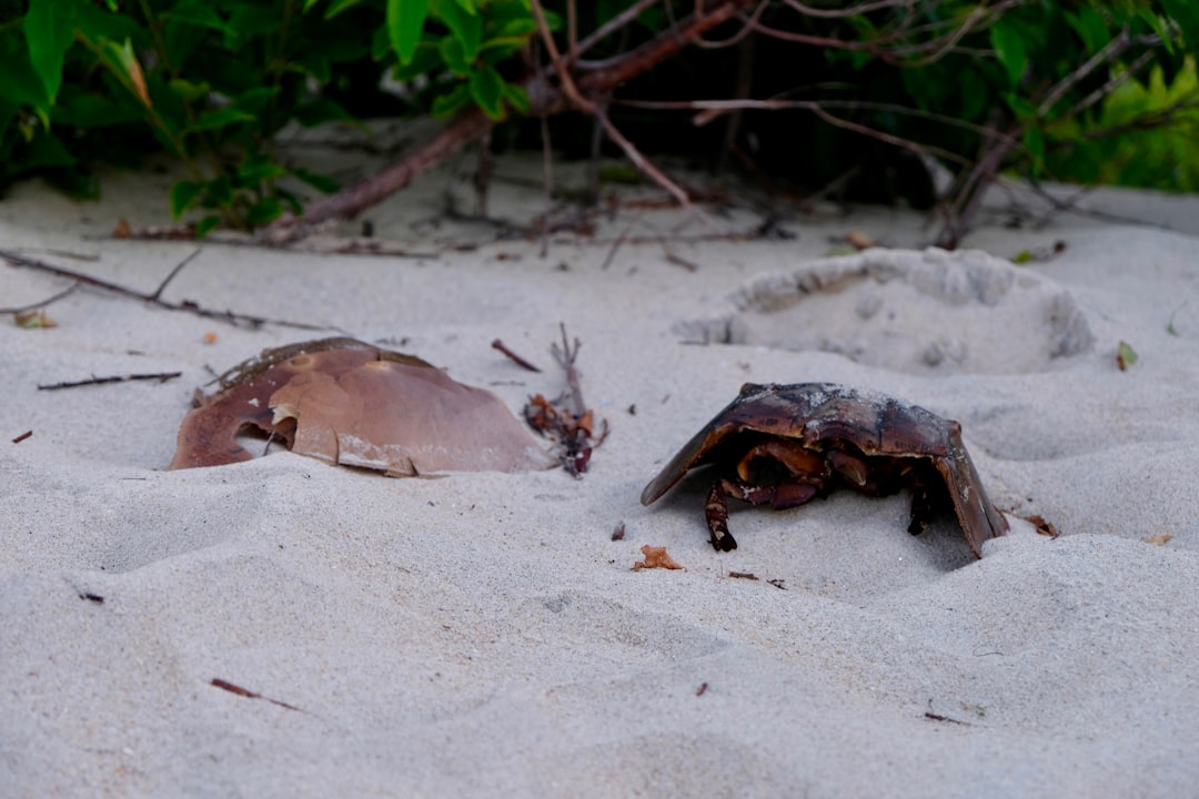 Fortescue Beach, New Jersey - A Protected Delaware Bay Gem (Image Credits: Unsplash)