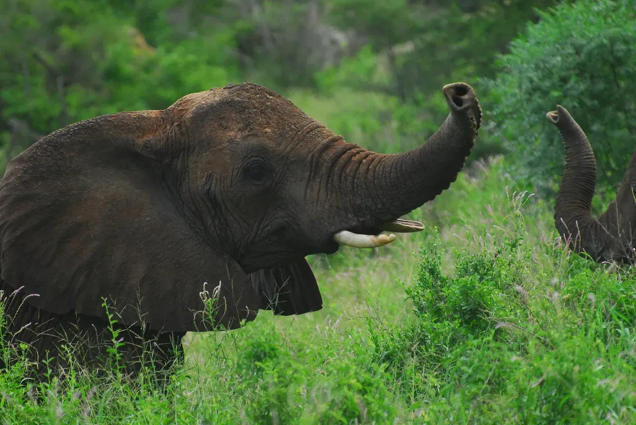 3. Elephants Using Infrasound: Conversations Beyond Our Hearing (Image Credits: Pixabay)