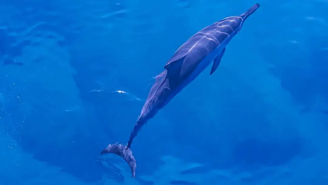 Dolphins Sleeping with Half Their Brain (Image Credits: Unsplash)