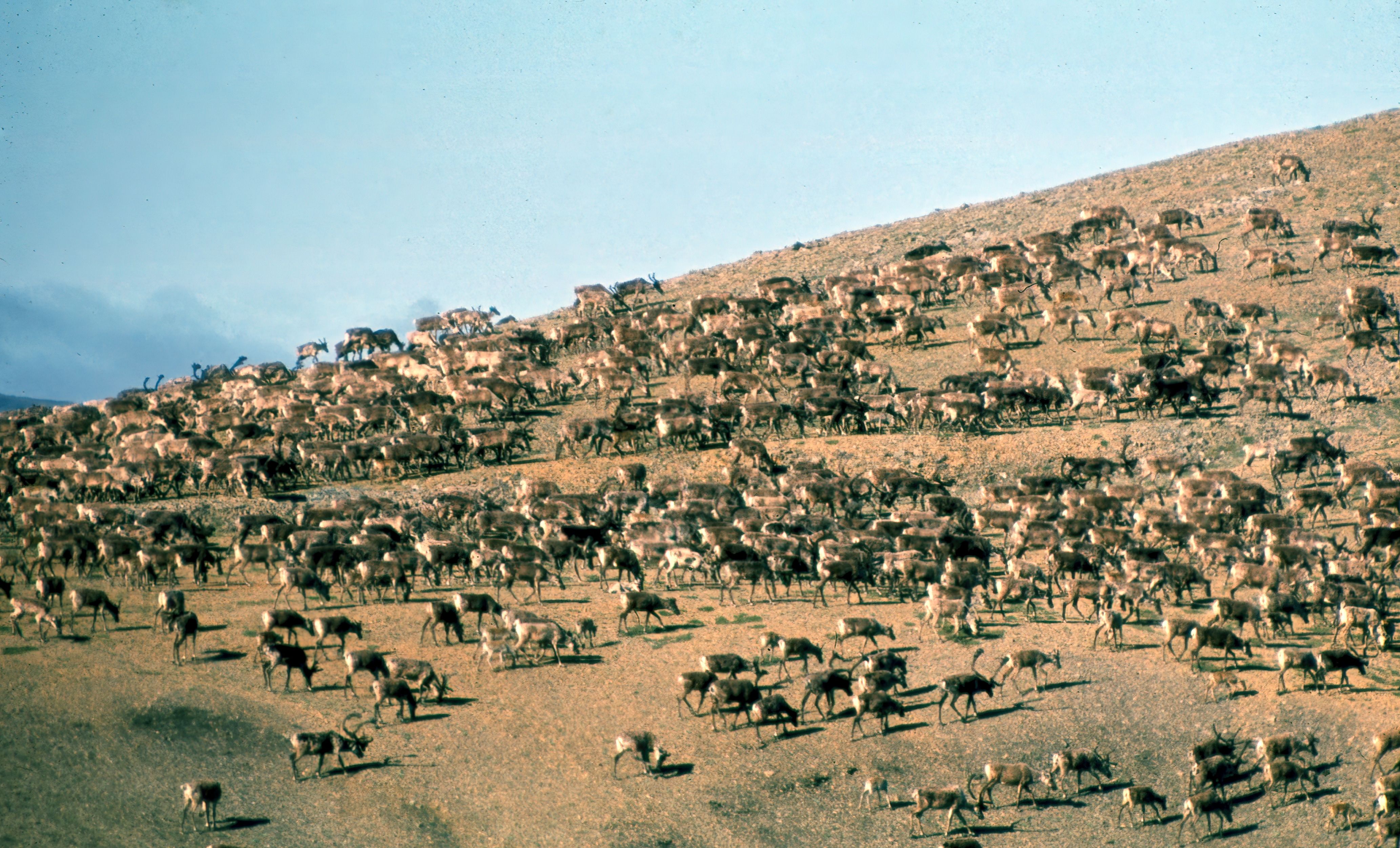 The Caribou: The Seasonal Adapter (Image Credits: Wikimedia)