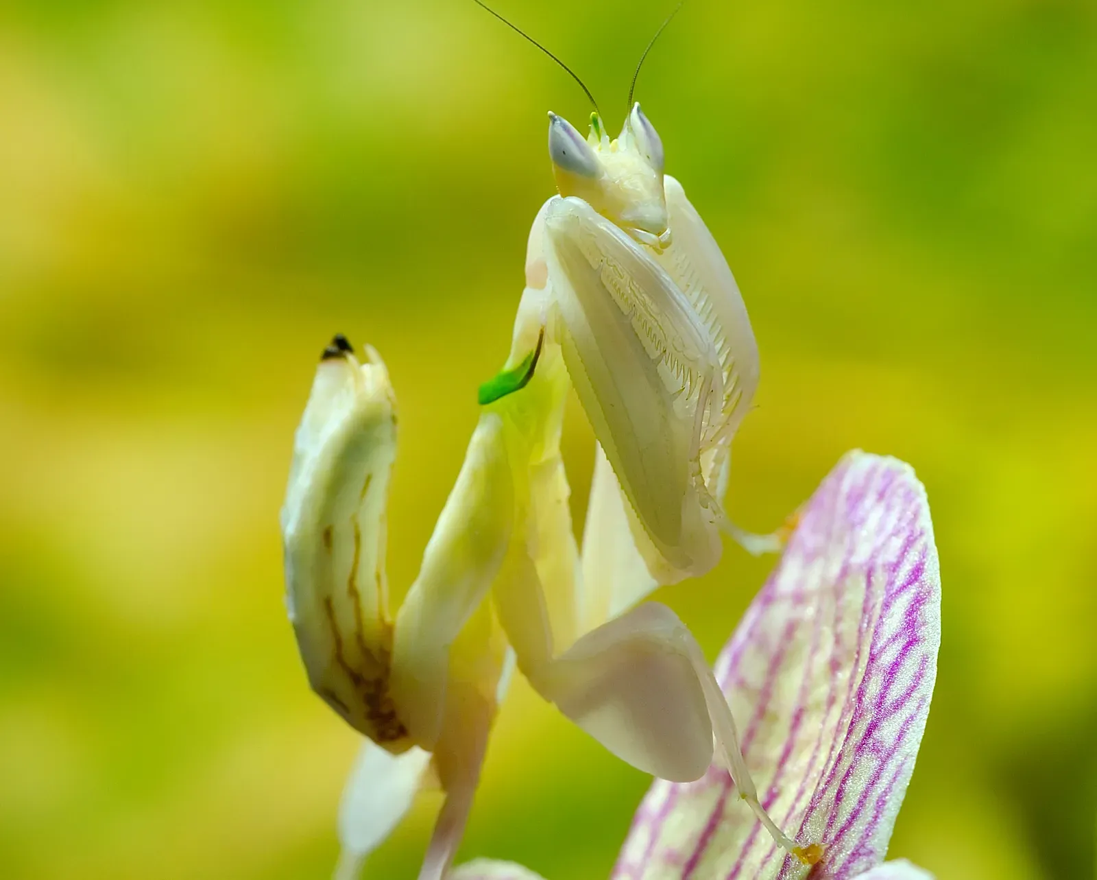 3. Orchid Mantises: Flowers That Bite Back (Image Credits: Wikimedia)