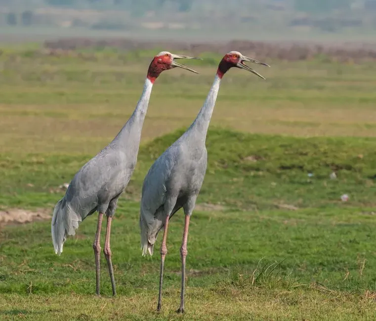 7. Libra – Cranes and Paired Birds: Relationship Turning Points (Image Credits: Pexels)