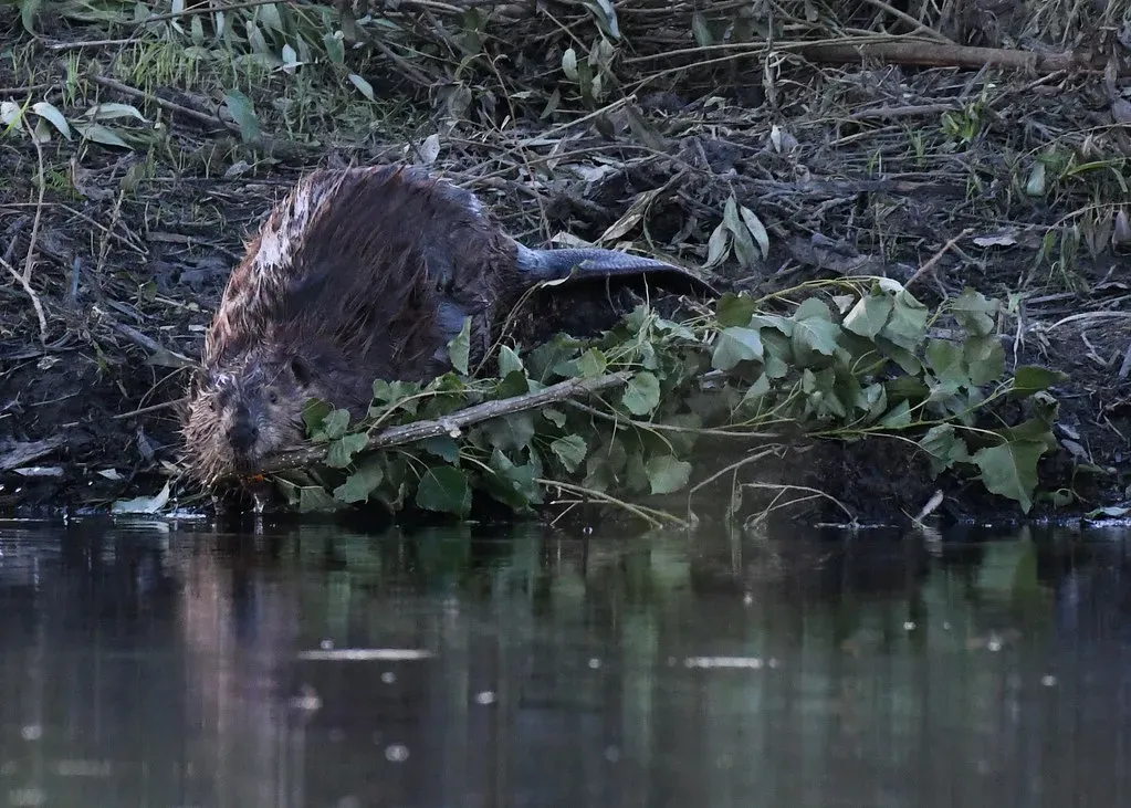 9. Beavers Lock Carbon in Wet Soils and Slow Down Wildfire Impacts (Image Credits: Flickr)