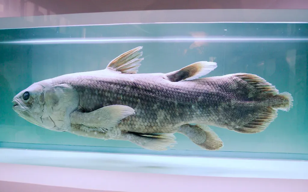 #10 - Coelacanth (Proof "Extinct" Can Be Wrong by 65 Million Years) (smerikal, Flickr, CC BY-SA 2.0)