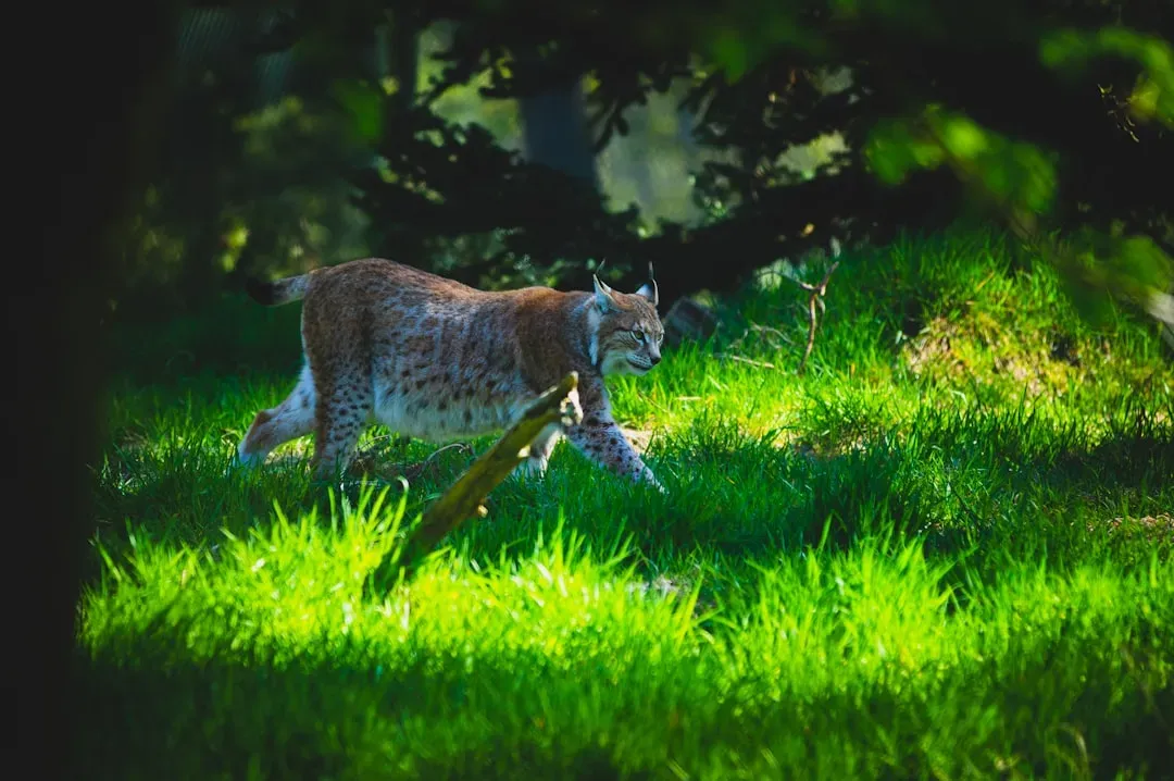 Leo: The Lynx Owning the Clearing (Image Credits: Unsplash)