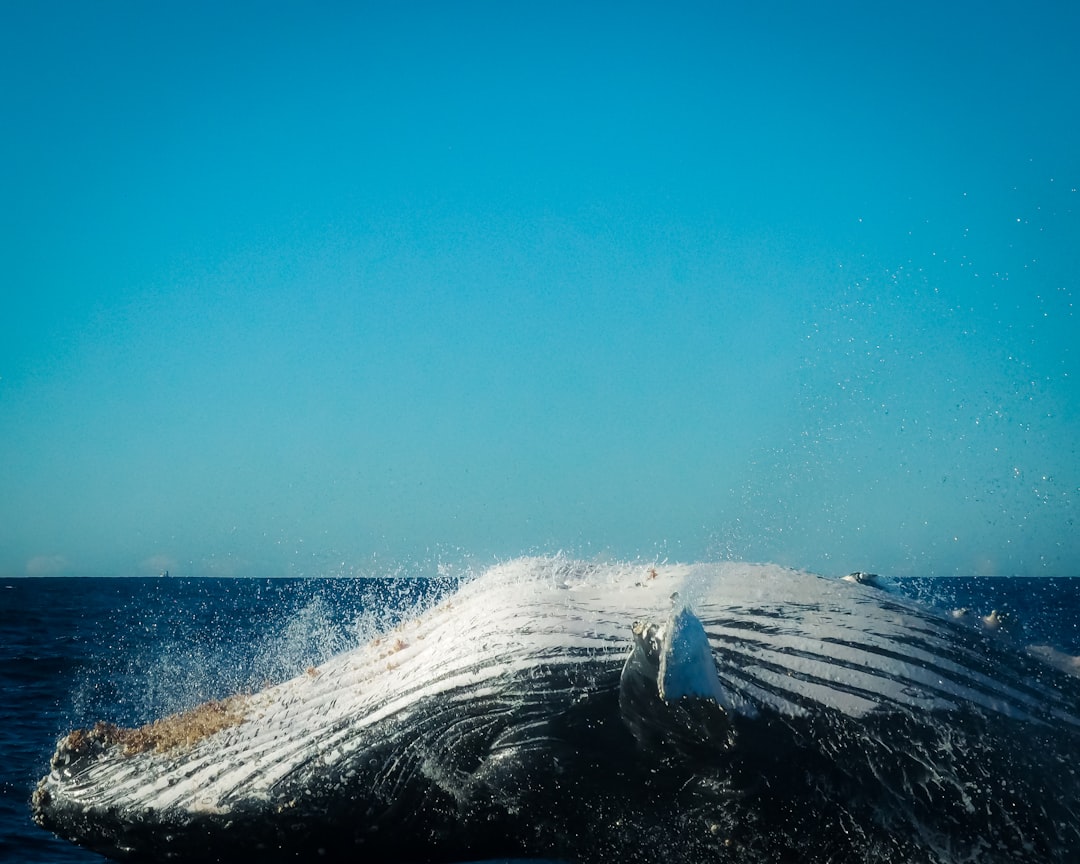 Ice-Edge Travelers: Gray Whales Slide South Along the Pacific (Image Credits: Unsplash)