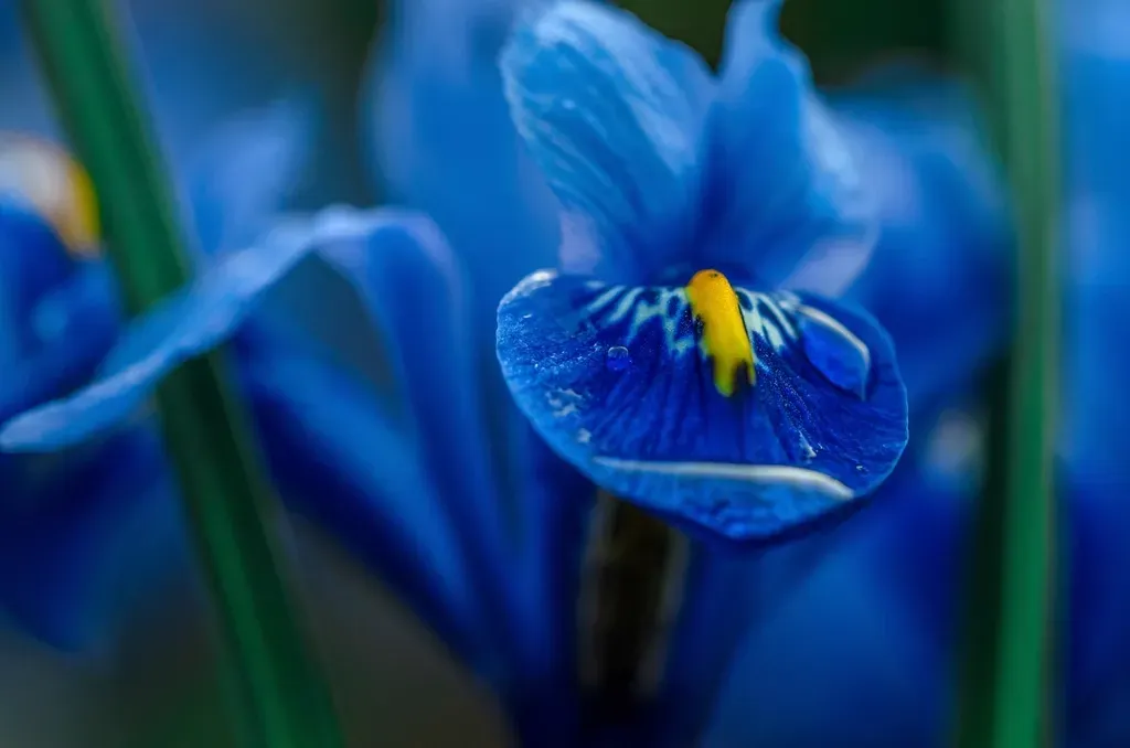 Aquarius – Blue Iris: Visionary, Unconventional, And Intellectually Electric (Image Credits: Rawpixel)