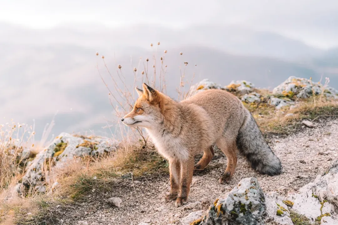 Capricorn: The Alpine Fox Climbing with Relentless Focus (Image Credits: Unsplash)