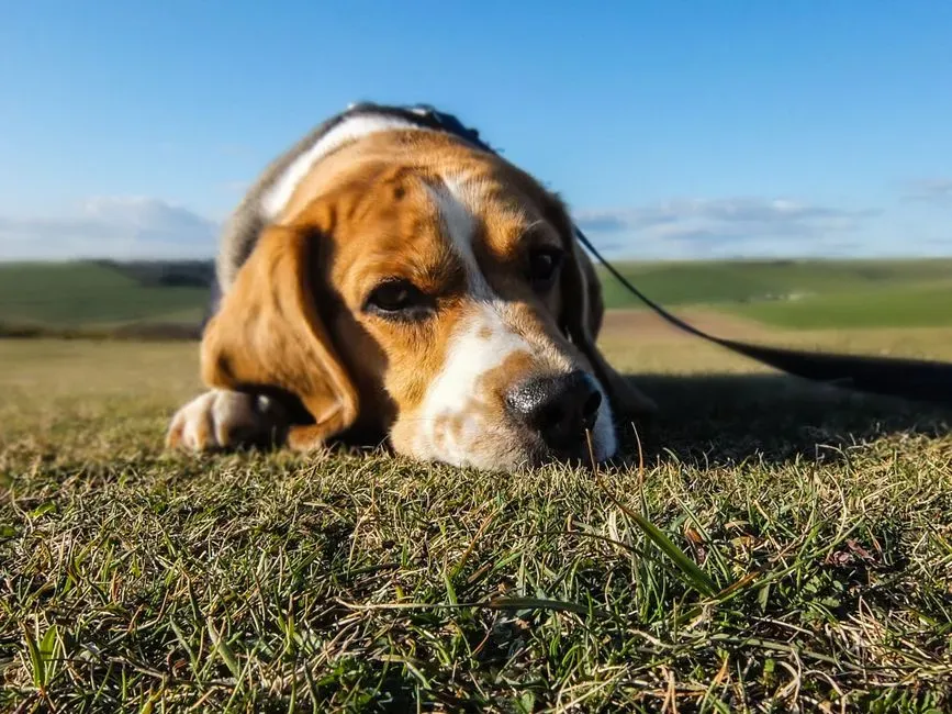4. New or Worsening Exercise Intolerance That Looks Like Laziness (Image Credits: Pexels)