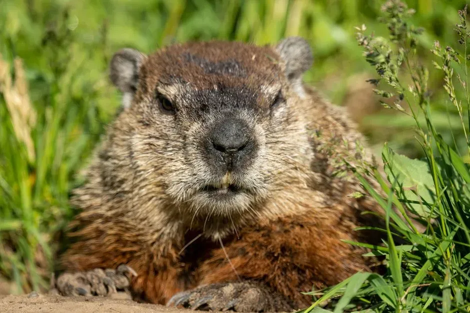 5. They Are Surprisingly Tough Fighters With Serious Teeth (Image Credits: Pexels)