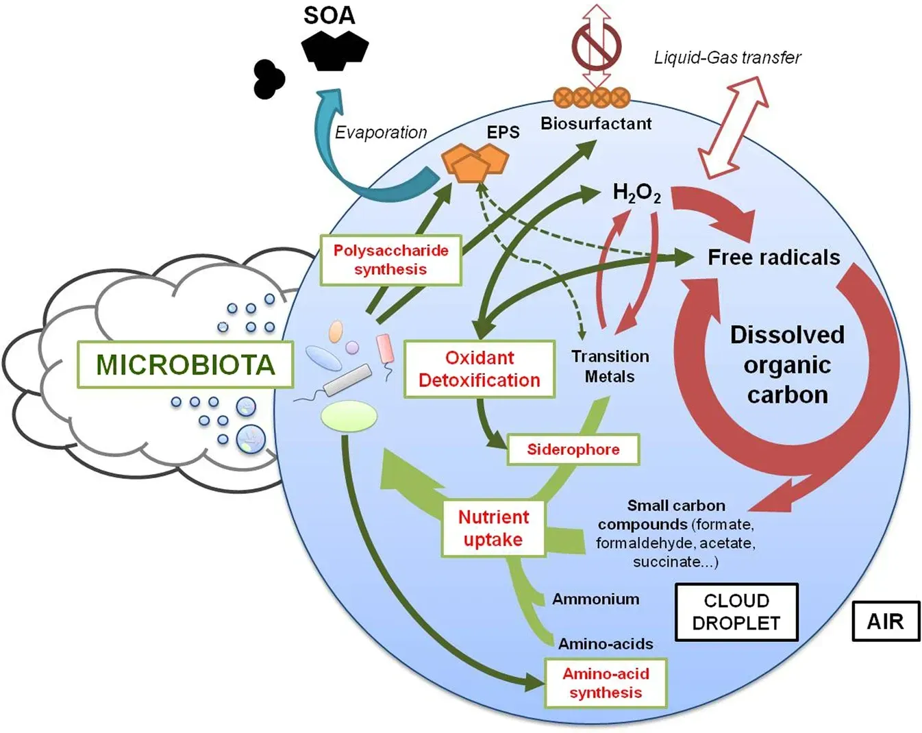 The Microbiome’s Dark Corners: Viruses, Fungi, and the Ghostly “Virome” (Image Credits: Wikimedia)