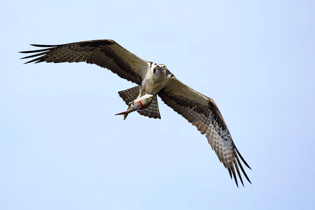 1. Ospreys Eat Almost Nothing But Fish (Image Credits: Unsplash)