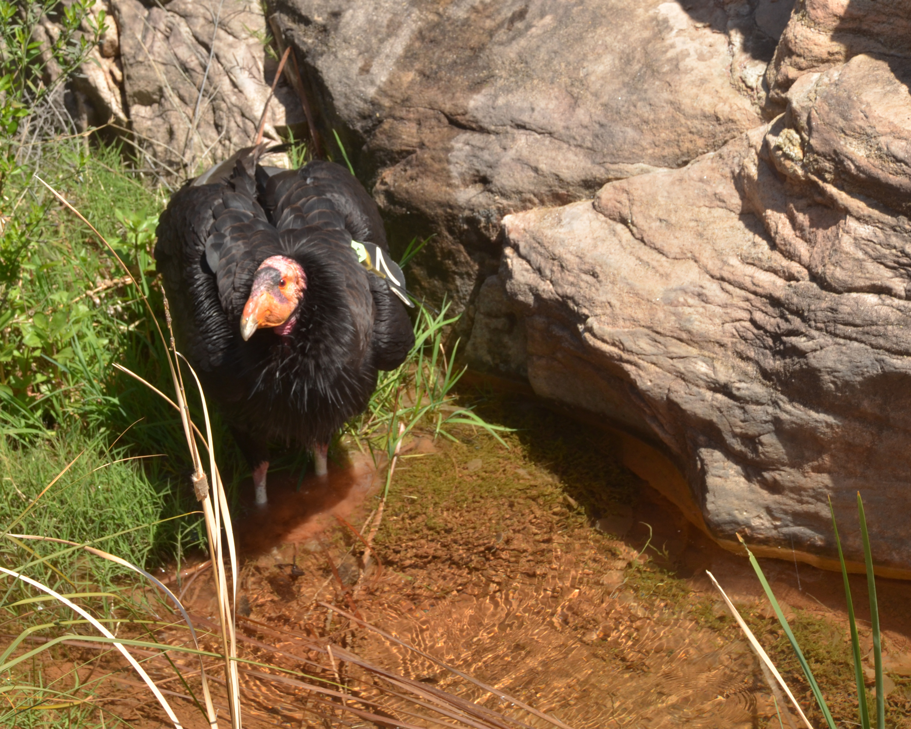 California Condor (Image Credits: Wikimedia)