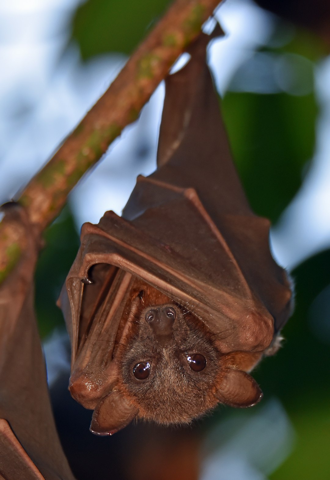 October - Little Brown Bat (Image Credits: Unsplash)