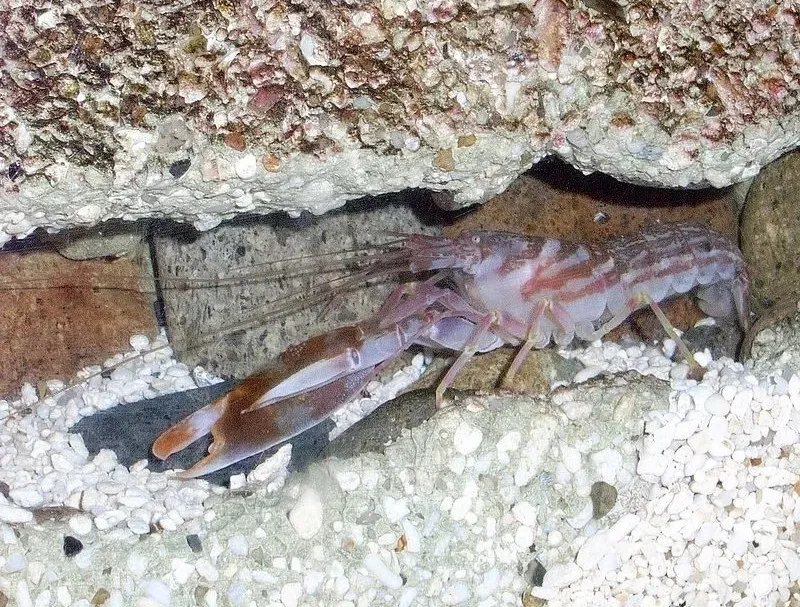 6. Pistol Shrimp: The Tiny Gun With a Sonic Bullet (Image Credits: Wikimedia)