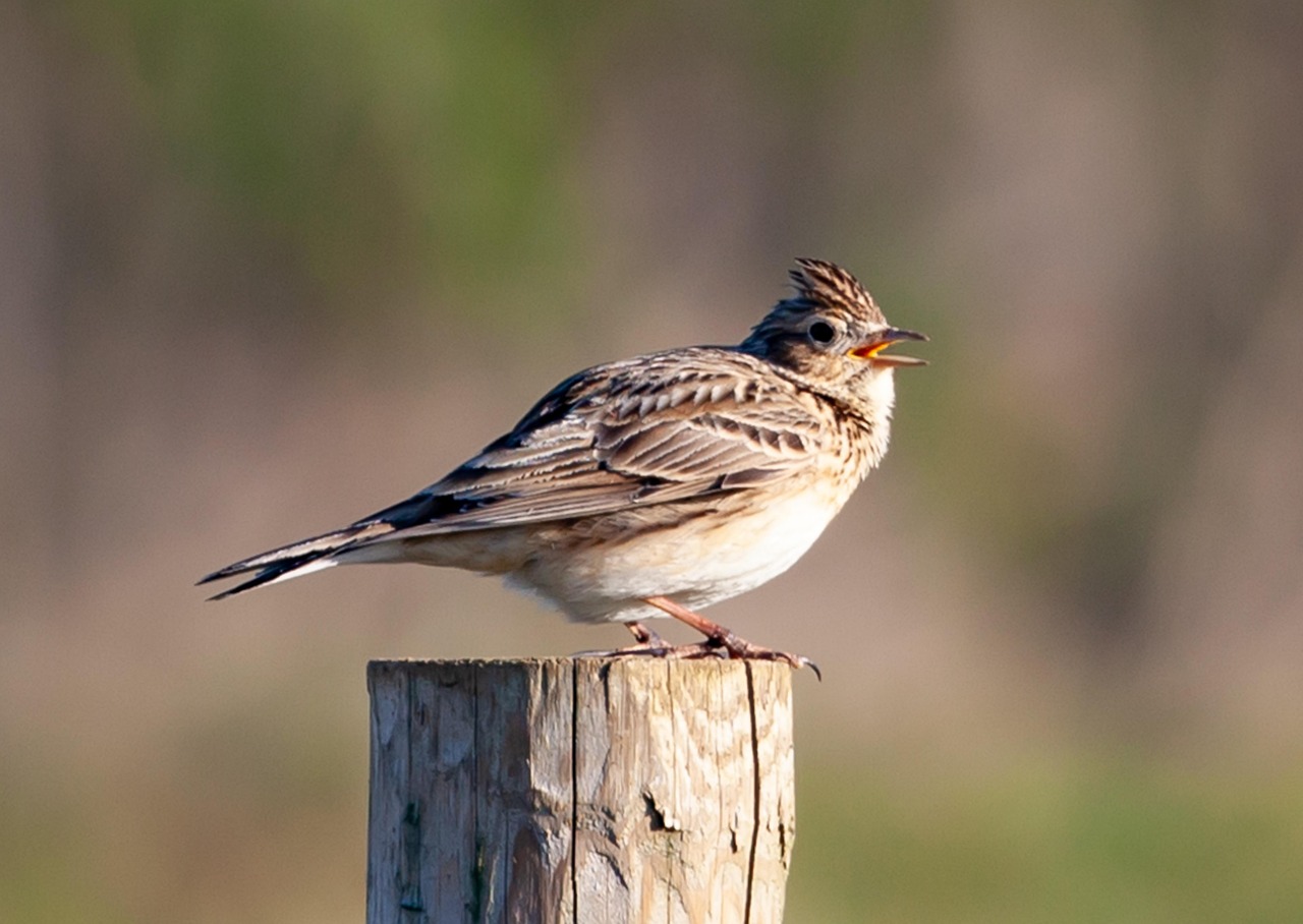 Morning Lark Zodiac Patterns (Image Credits: Pixabay)