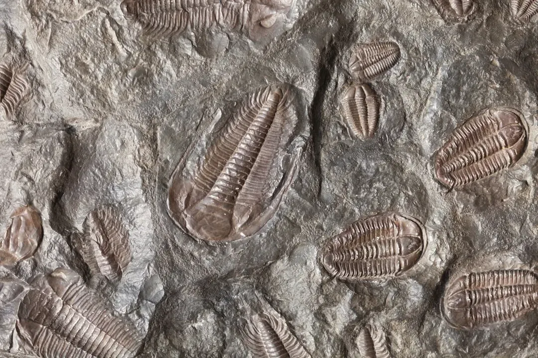 2. Sediments Turned to Rock Preserve Ancient Sea Life (Image Credits: Unsplash)