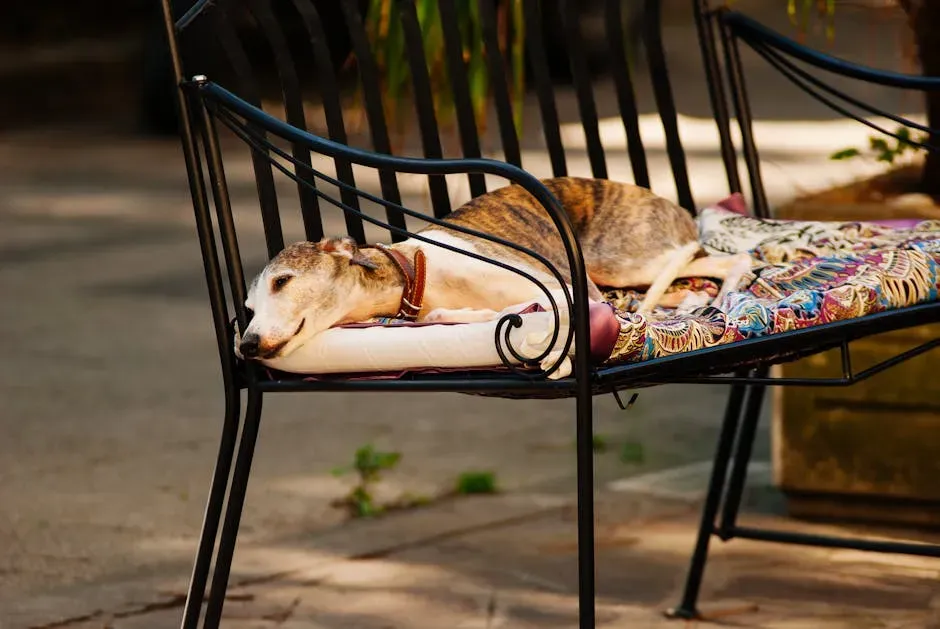 Greyhound: Surprisingly Lazy, Surprisingly Affordable (Image Credits: Pexels)