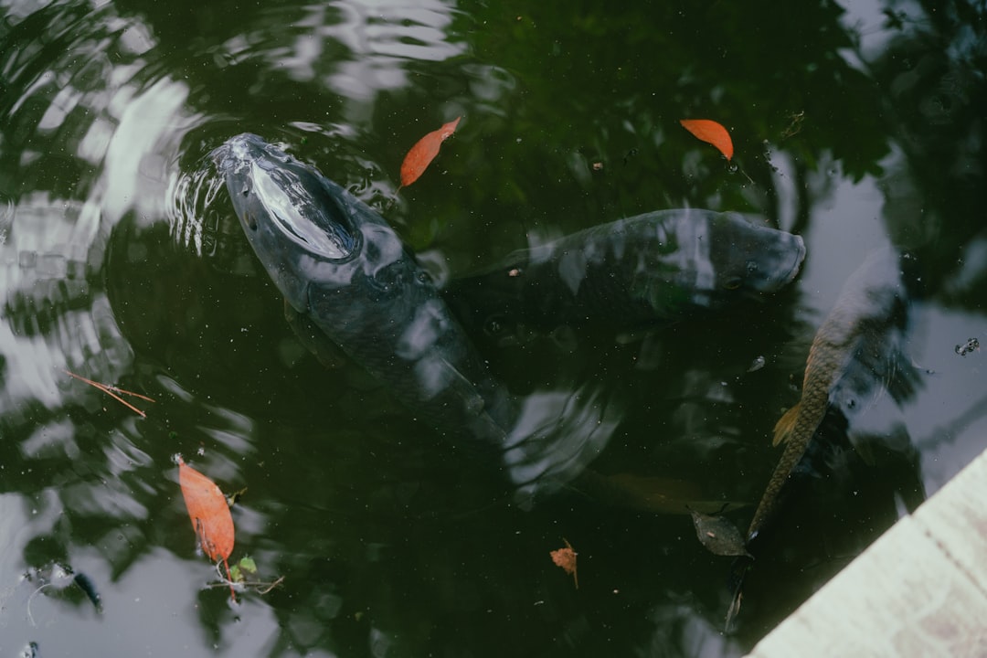 From Ancient Tales to Modern Science (Image Credits: Unsplash)