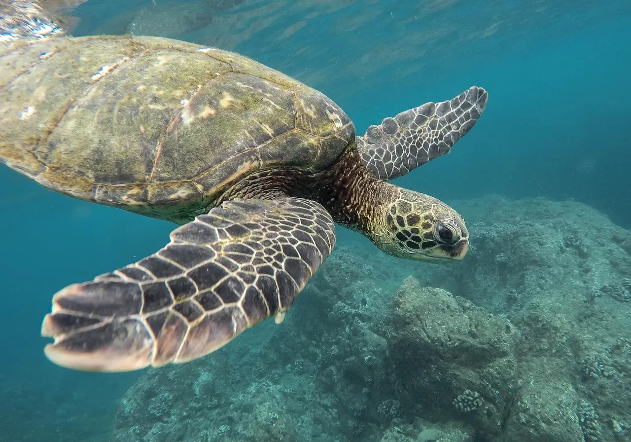Sea Turtles: Masters of the Magnetic Map (Image Credits: Pixabay)
