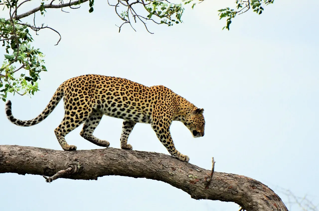 3. Leopards: Stealth Specialists and Tree-Assassins (Image Credits: Pixabay)