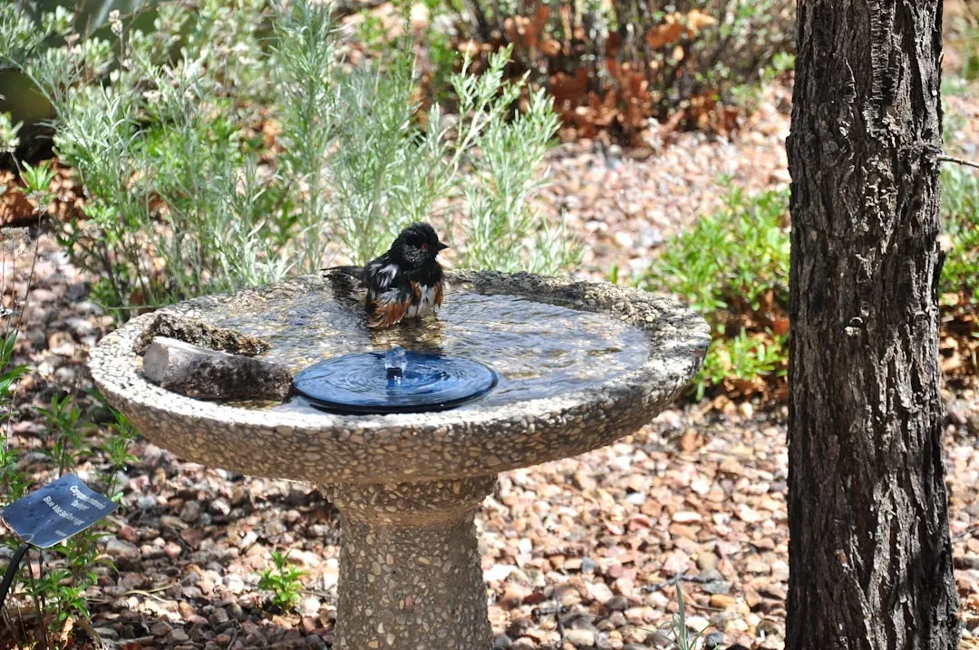#7 - Your Bird Bath or Water Feature Empties or Muddies Faster Than It Should (Image Credits: Unsplash)