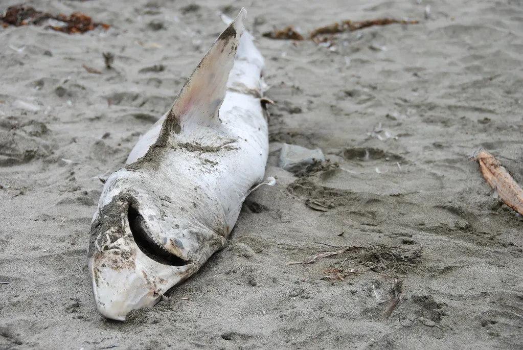 12. Other Sharks and Pieces of Shark Flesh (gadgetdude, Flickr, CC BY 2.0)