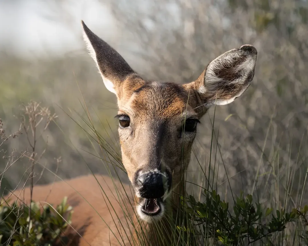 The Social Brain Meets the Wild World (Image Credits: Unsplash)