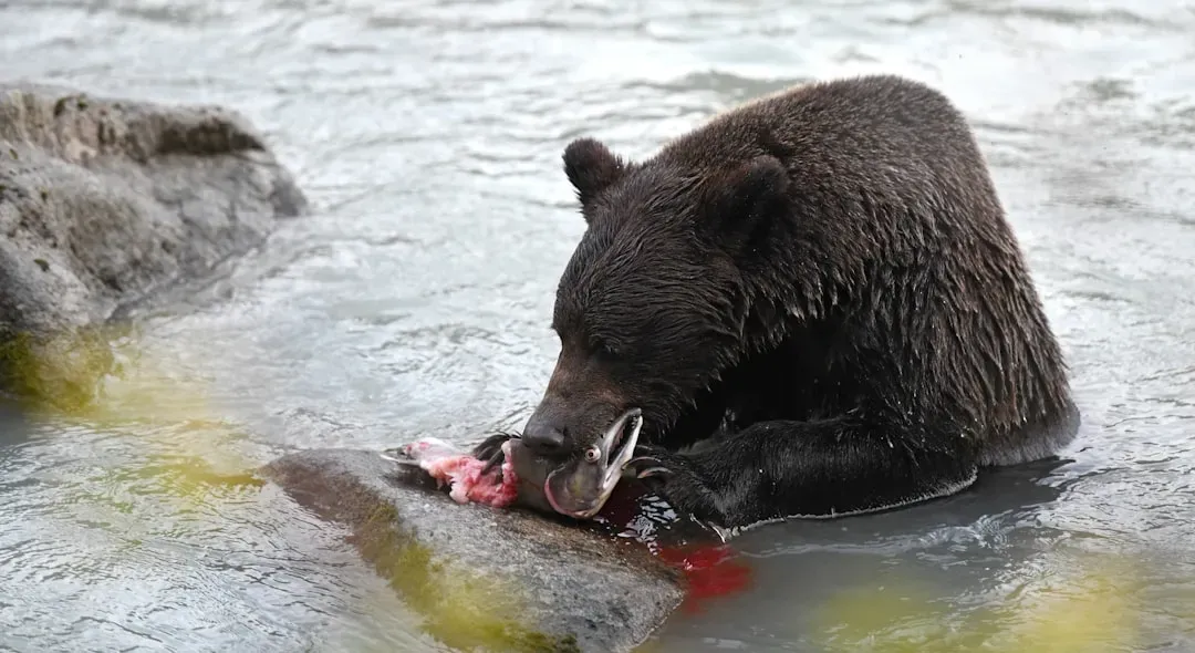 Bears Protect Their Food Aggressively (Image Credits: Unsplash)