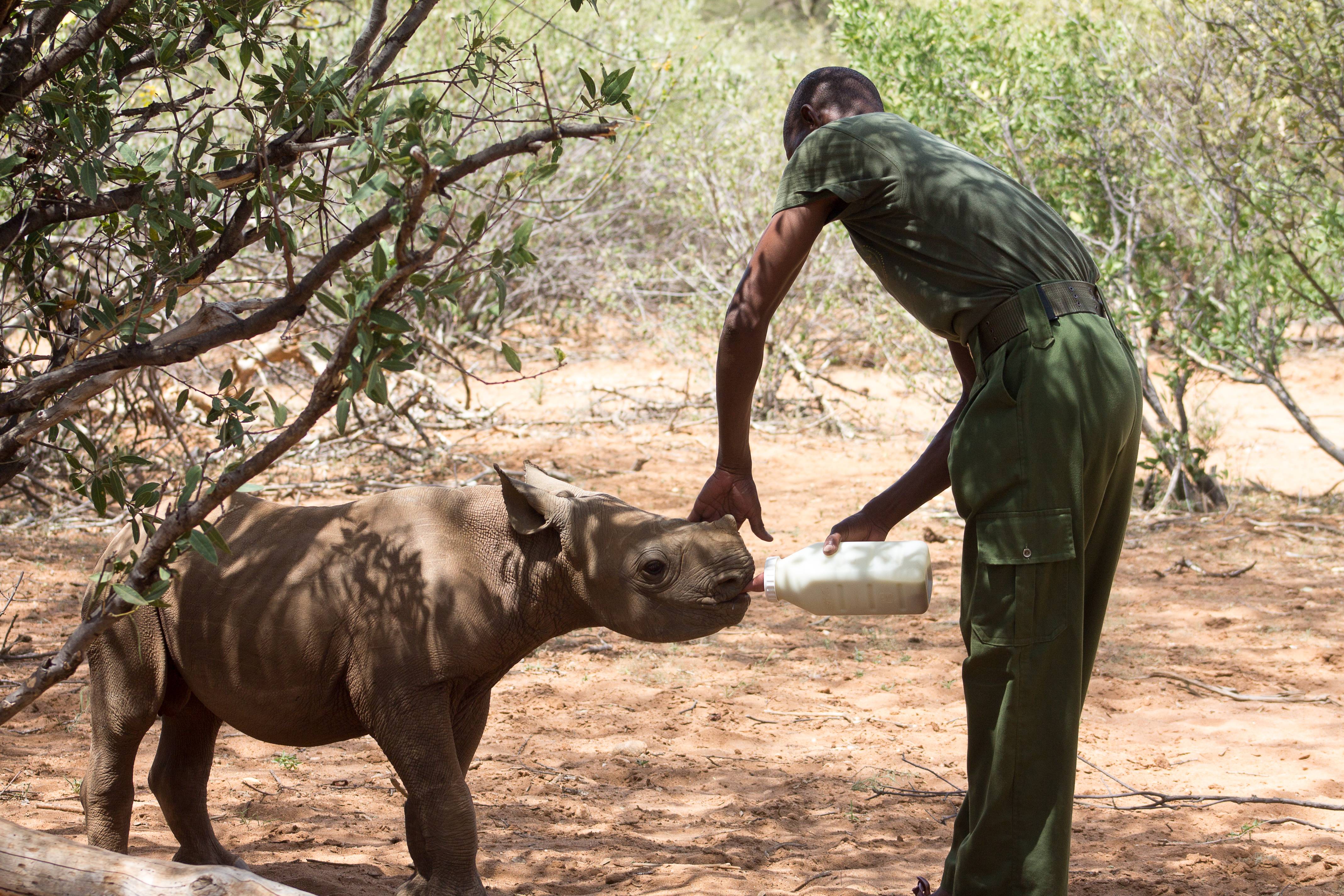 Cross-Species Altruism That Defies Logic (Image Credits: Wikimedia)