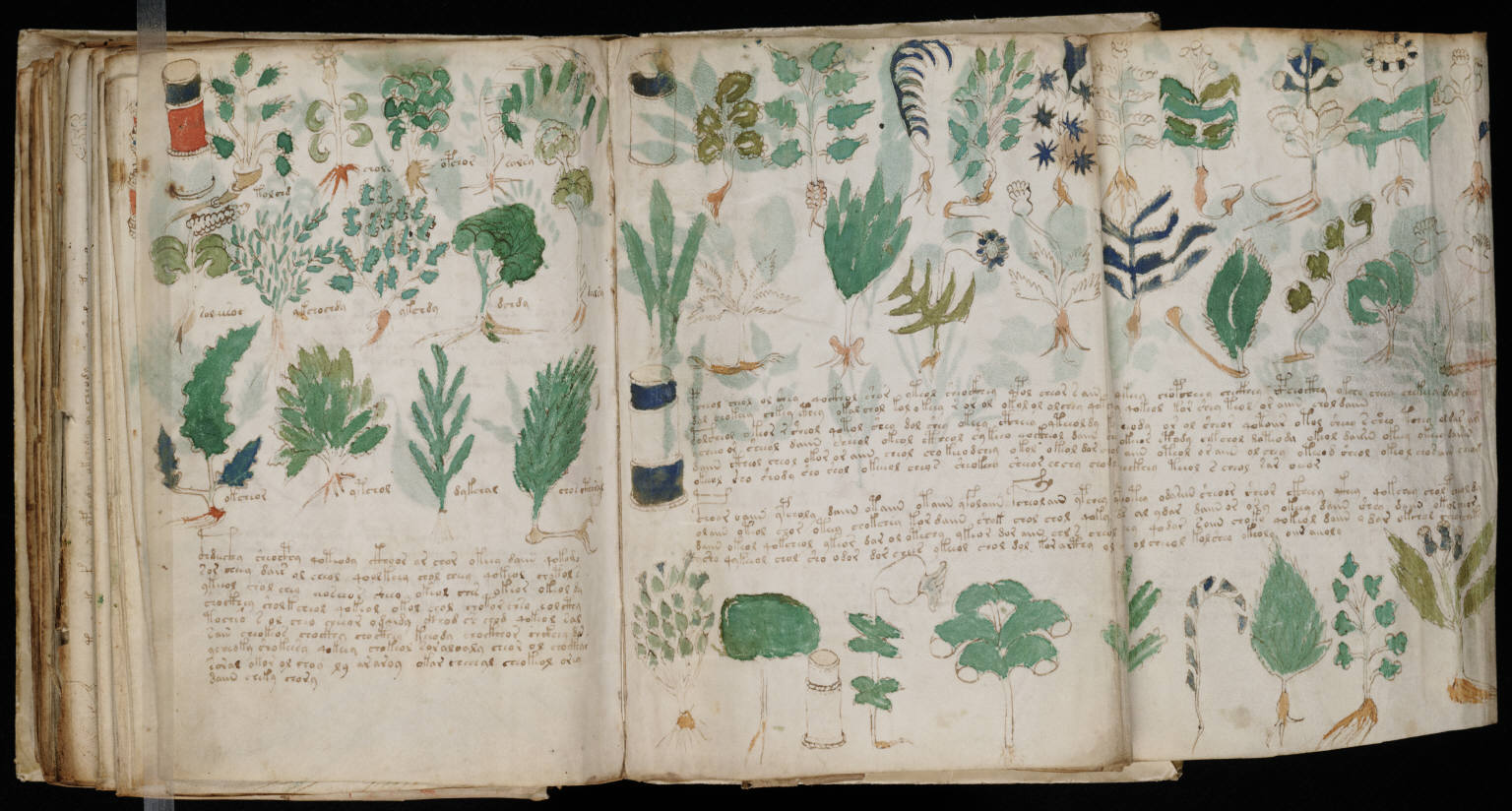 The Voynich Manuscript: The Medieval Text No One Can Read (Image Credits: Wikimedia)