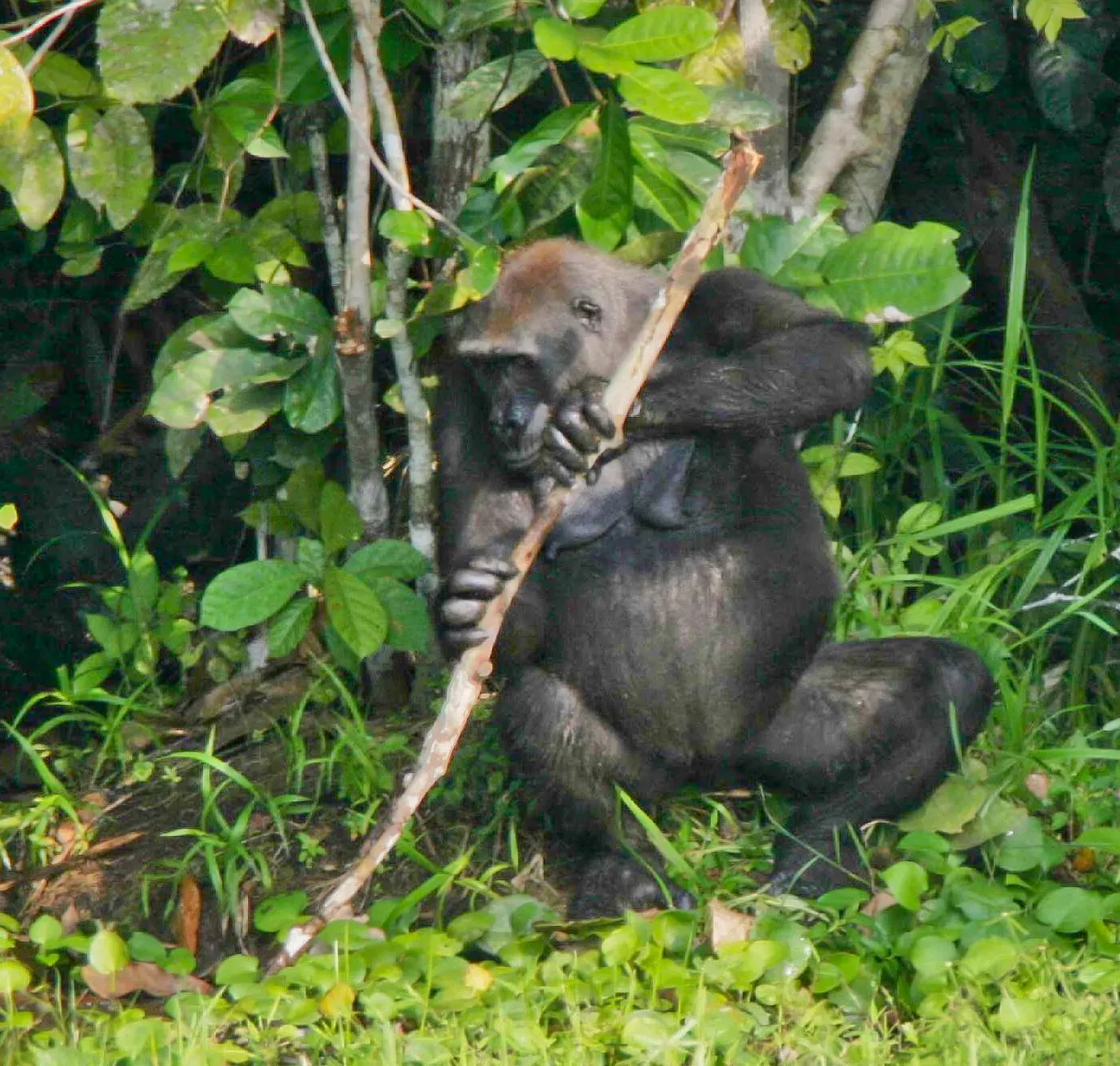 Conclusion: Nature's Toolbox Is Bigger Than We Ever Imagined (From: Breuer T, Ndoundou-Hockemba M, Fishlock V (2005) First Observation of Tool Use in Wild Gorillas. PLoS Biol 3(11): e380. doi:10.1371/journal.pbio.0030380
articleimage description image source, CC BY 2.5)
