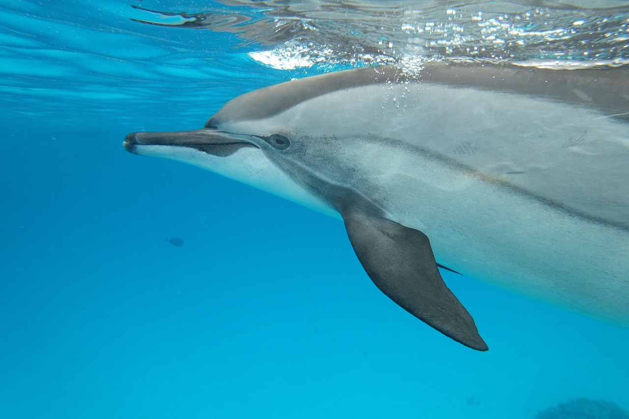 Climate Change Disrupting Dolphin Communication Networks (Image Credits: Pixabay)
