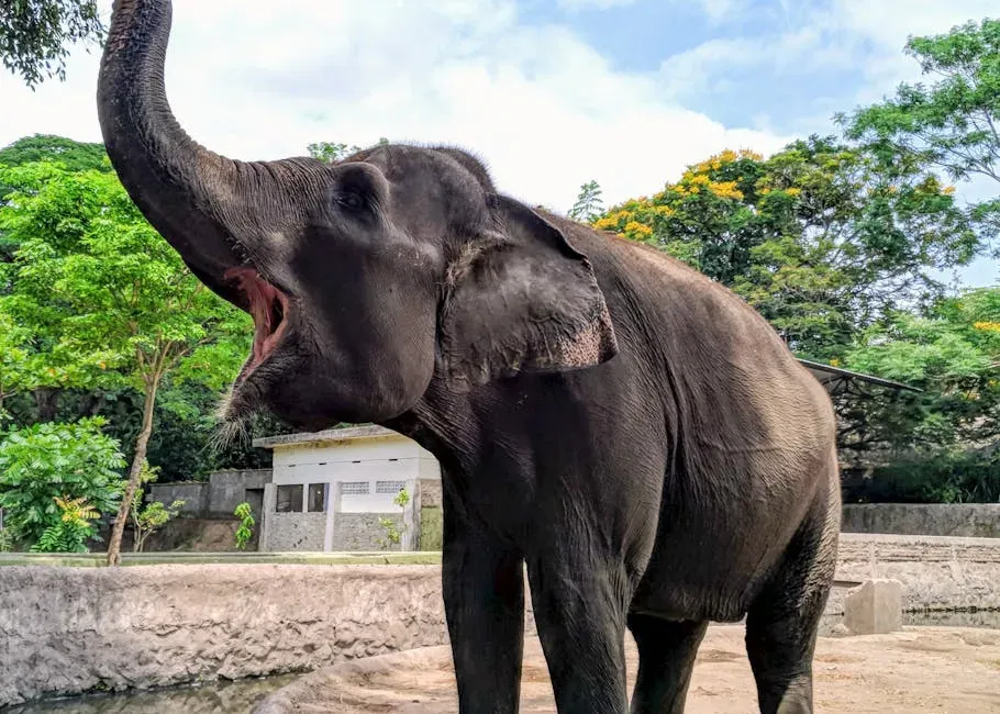 2. Elephants Talk in Deep Rumbles You Often Cannot Hear (Image Credits: Pexels)
